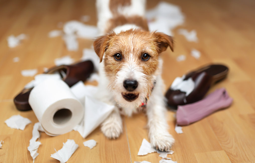Paws Off My Stuff: A Guide to Stopping Your Chewing Canine